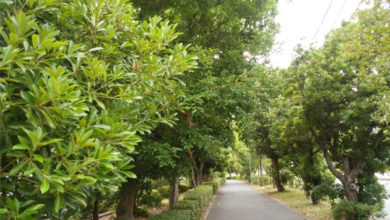 兵庫県立龍野高校テニス部熱中症事故について 高塚門扉